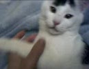 我が家の猫　No13　ちびちび