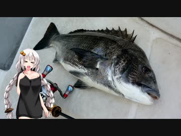 [第四回ひじき祭り]夏の海であかりちゃんとボートクロダイ[VOICEROIDフィッシング]