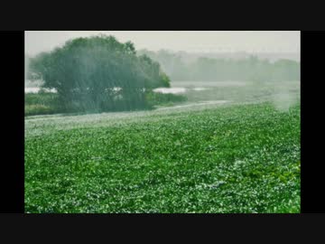 【癒し】やさしい雨の音《30分》（睡眠用BGM・作業用BGM）