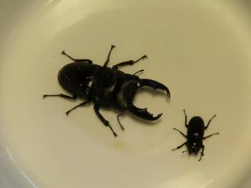 ヒラタ君とミヤちゃん