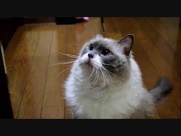 ﾋﾓｽｷｰ・ﾓﾌﾓﾌ