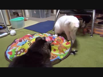 【 猫 】大きくなったけど実はまだ子猫　その59