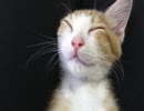 グレムリン顔の子猫イナリ君