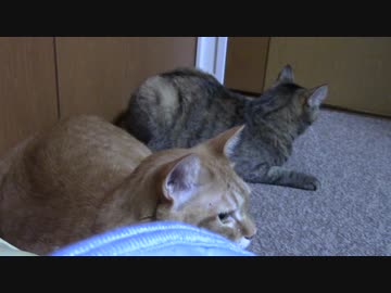 拾いねこ＠生後2235/2202日目　おしゃべりつきにょん。