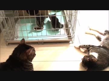 【こげつく】もっちゃり兄弟の来訪