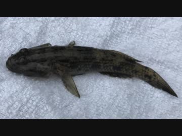 釣り動画ロマンを求めて 181釣目（鶴見川）