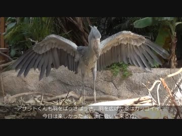 2018/08/15 那須どうぶつ王国のハシビロコウ