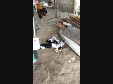 エロすぎる猫が犬にあんな事を…