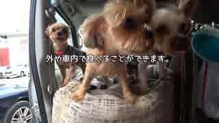 【犬車旅】軽キャンわん小旅「うどん県にうどん食べに行ってきた！」