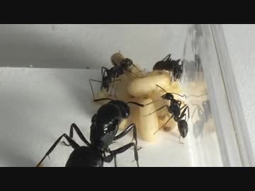 アリは他人の子(養子)を受け入れる？