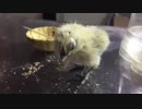 ひよこ　お食事中