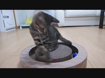 コテツに初めておもちゃを買ってあげたら、大喜びしてくれた(^-^)