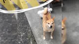 柴犬スーちゃん激太り