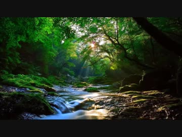 【癒し】野鳥の鳴き声と渓流のせせらぎの音《60分》（睡眠用BGM・作業用BGM）