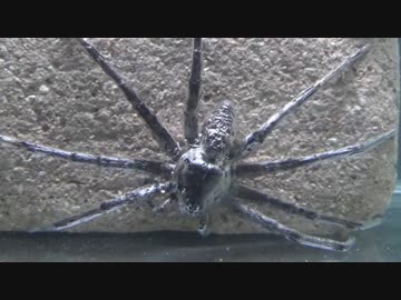 [閲覧注意!!]　再編集　ハシリグモの飛び込み (Dolomedes yawatai)