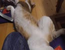 死んだカエルのような猫