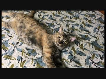 【さび猫】主よ、モフれ