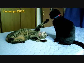 猫の負け惜しみ