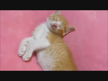 爆睡中にカンガルーになった赤ちゃん猫(=^・^=)