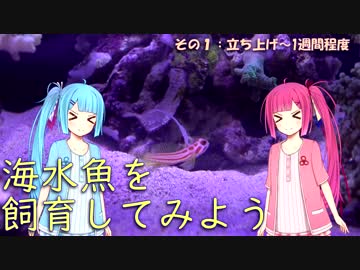 【第四回ひじき祭】海水魚を飼育してみよう