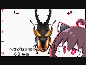 【VOICEROID実況】　東北きりたんの何もない夏休み　#4　【ぼくのカブト・クワガタ】