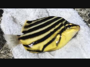 釣り動画ロマンを求めて 182釣目（芝崎護岸）