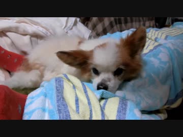 飼い主の足をアゴ枕にするワンコ（パピヨン）