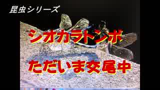 昆虫シリーズ　シオカラトンボただいま交尾中