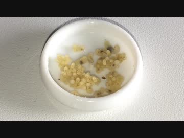 クロオオアリの幼虫を色んな種類のアリの巣に入れてみた。
