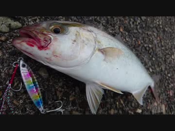 【ゆっくり実況？】ゆっくりまったり魚釣り【Vol.14】