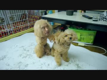 まつもと犬