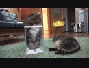 更なるフィット感を追求するねこ。-Maru wishes for more fitting feeling.-