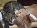 いちゃらぶ猫を眺める動画