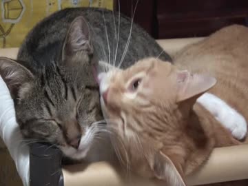 いちゃらぶ猫を眺める動画