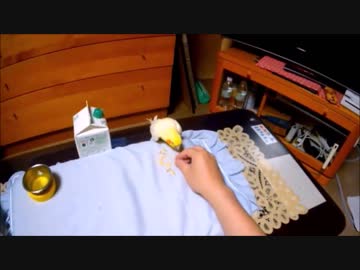 いいちこインコ就寝前の食事時間