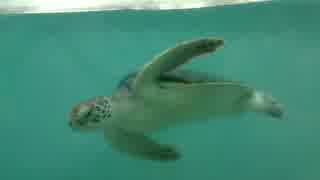 子ウミガメ
