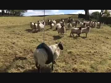 【羊】可哀想だけど笑う