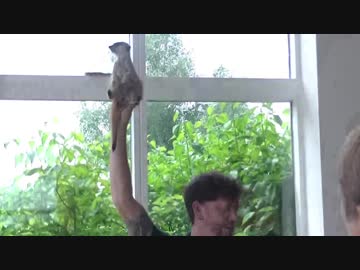 無職になるので旅に出た　part12 《ロンドン郊外→鳥動物園》【イギリス】【旅動画】