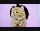 【マンチカンズ】無邪気なマンチカン子猫たち