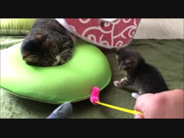 【こげつく】兄弟仔猫のわちゃわちゃ