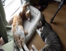 のびのび＆ちゅぱちゅぱな猫