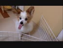 サーモンの刺身を食べるワンコ（パピヨン）