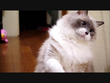 うつべし！うつべし！