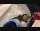 マジックハンドに大興奮するカワウソ
