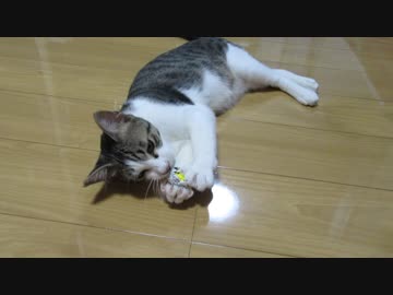持ってくる猫