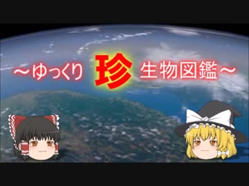 ～ゆっくり　珍　生物図鑑～　新・69回