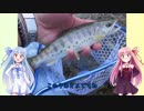 うちの琴葉姉妹は釣り盛り＃00「ひじき祭　やまめ釣りましょ?」