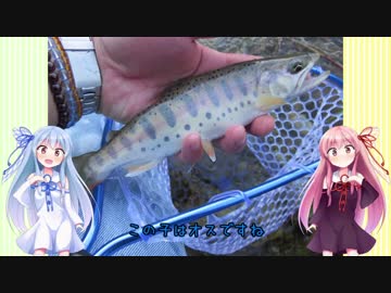 うちの琴葉姉妹は釣り盛り＃00「ひじき祭　やまめ釣りましょ?」