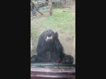 ツキノワグマのやべーやつ