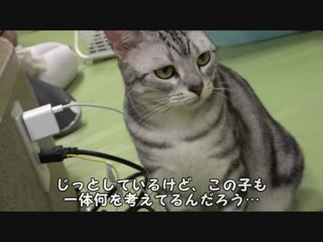 動物カフェ巡り【秋葉原】①「僕と猫」